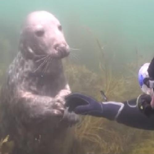 O Mergulhador não compreende o que a foca quer - quando ele estica...