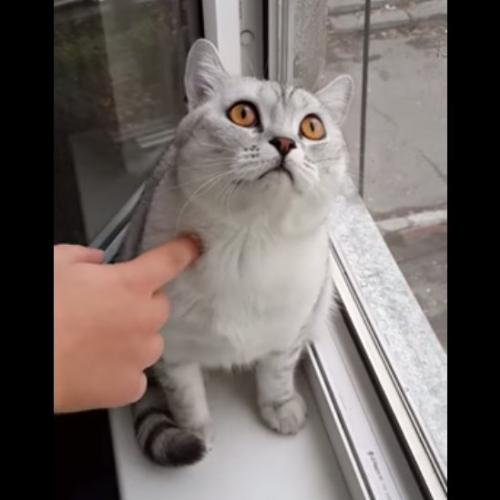 O gato mais concentrado da internet
