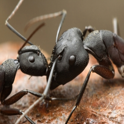 8 Fatos que você não sabia sobre as formigas