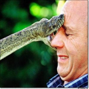 7 fatos incríveis sobre cobras