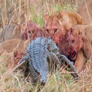 Crocodilo disputa carne com grupo de leões