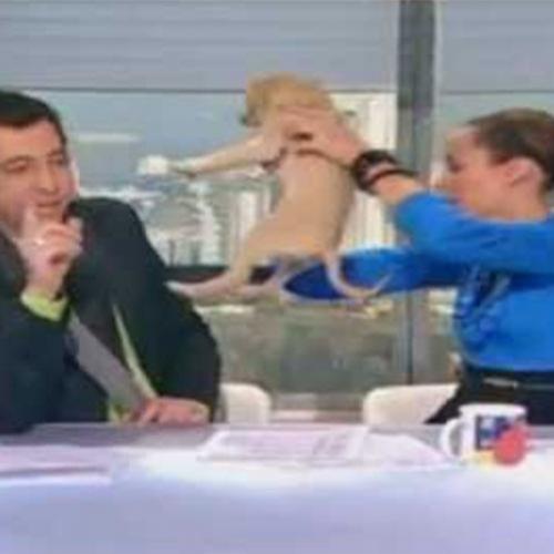 Cachorro faz cocô na bancada de jornal ao vivo na TV