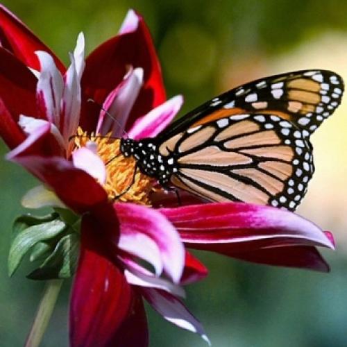 Existe beleza até nas asas de uma simples borboleta?