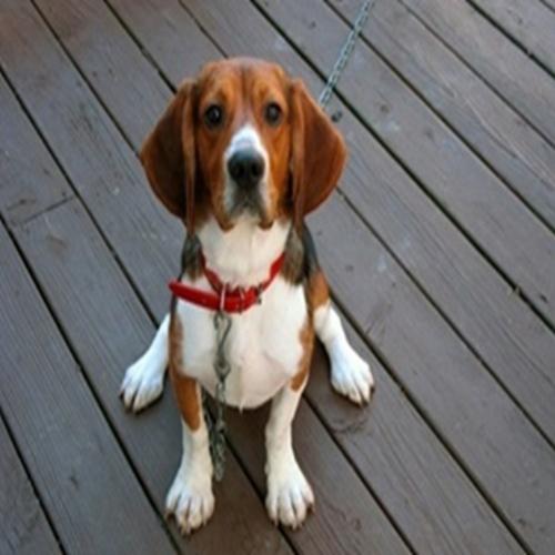  Beagle - cão de pequena estatura e pelagem castanha, preta e branca. 