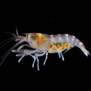 Mapeadas novas espécies de crustáceos decápodes