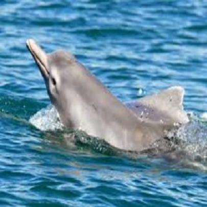 Nova espécie de golfinho é identificada na Austrália veja;