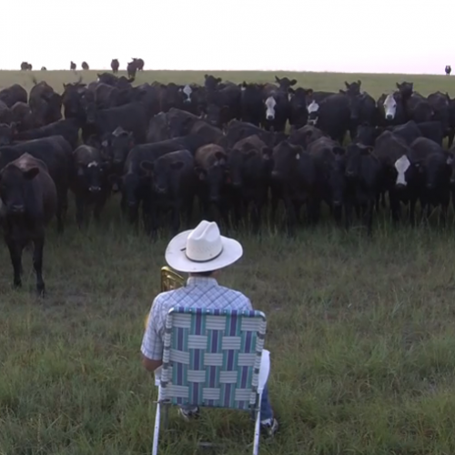 Fazendeiro toca música de Lorde no trambone para chamar suas vacas 
