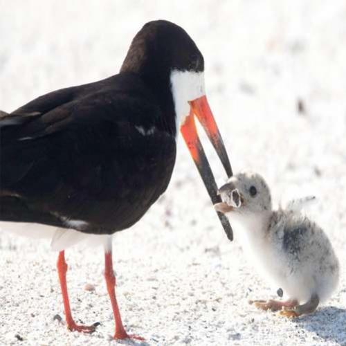 Fotógrafa registra ave alimentando filhote com bituca de cigarro