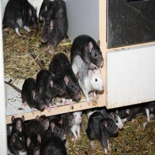 Homem é descoberto dividindo apartamento com mais de 300 ratos