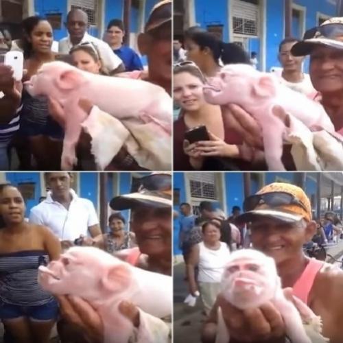 Porco nasce com cara de macaco e intriga moradores de cidade em Cuba; 