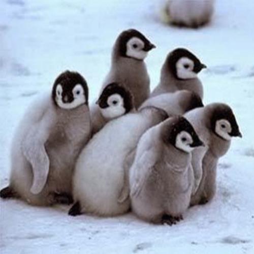 Pinguins podem morrer de frio?