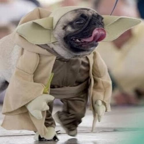 Muitos cachorros fofos vestidos como personagens de Star Wars