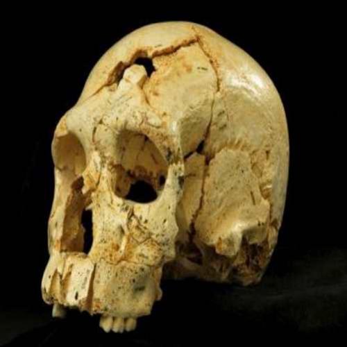 Linhagem Neandertal