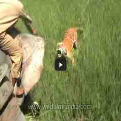 Tigre ataca homem montado em um elefante