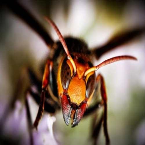 Conheçam a vespa matadora de abelhas