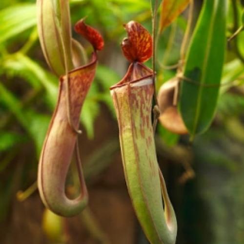 O que sobra de um rato depois dele ser comido por uma planta carnívora