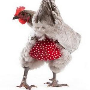 Empresária lança fraldas para galinhas e fica rico