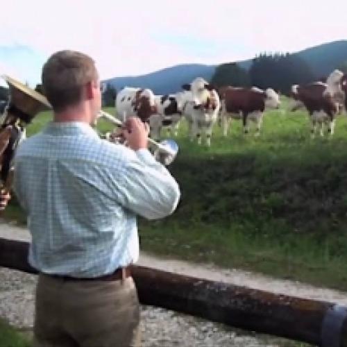 Veja a reação dessas vacas ao ouvirem um show de jazz