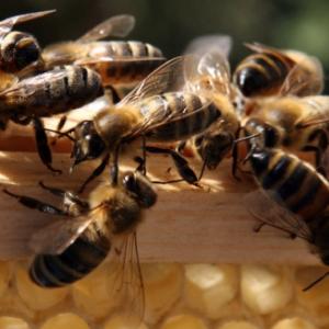 Porque a morte de 37 milhões de abelhas importa para você