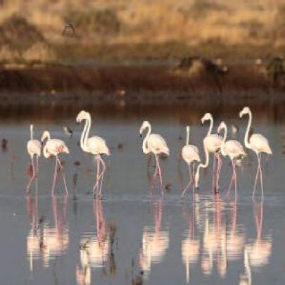 Flamingos aproveitam calor em lagoa grega antes de migração