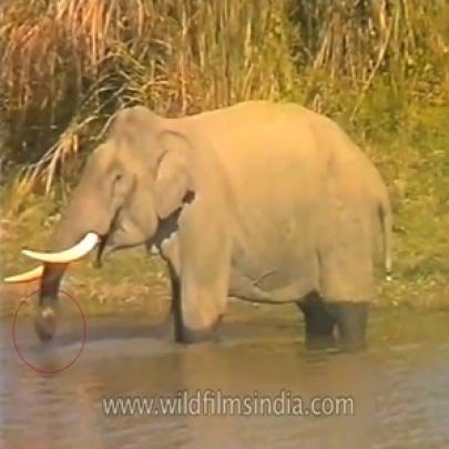 Um Elefante que come peixe a coisa mais estranha que você já viu