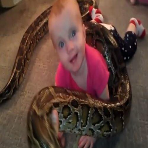 [Vídeo] Bebê brinca com uma cobra enorme