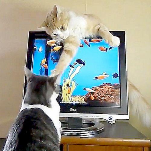 Gato doido ataca o computador e outro tenta impedir na força bruta!