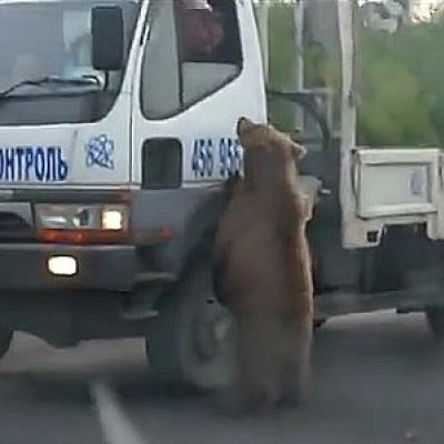 Urso pedindo ajuda nas estradas da Rússia!