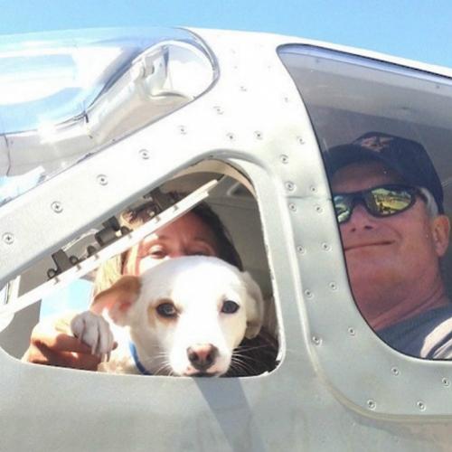Pilotos voluntários salvam cães da eutanásia! É incrível