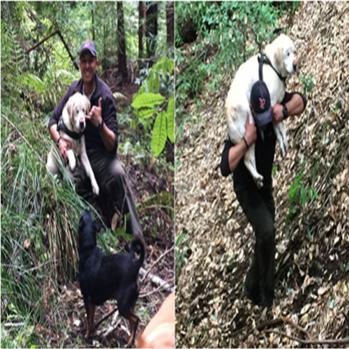 Pensaram que seu cão cego estava perdido para sempre,mas algo emociona