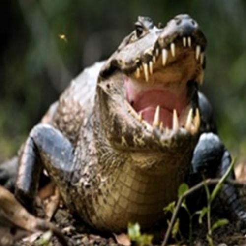 Curiosidades sobre jacarés e crocodilos 