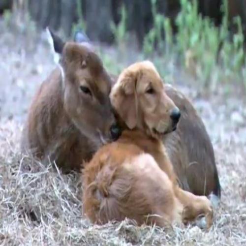 Conheça 6 animais com seus próprios animais de estimação