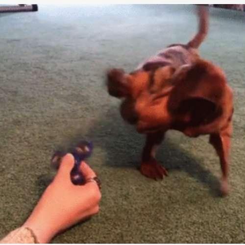 Cachorro e hand spinner