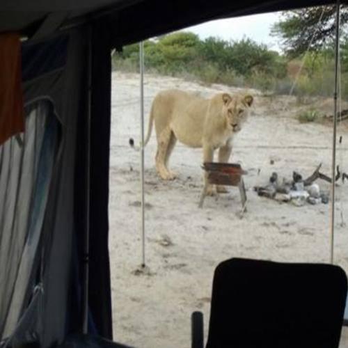 Casal acampando na África do Sul acordou com leões lambendo sua barrac