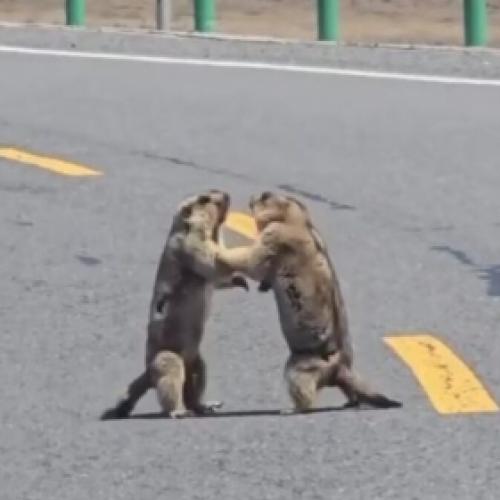 Briga de marmotas causa congestionamento, em rodovia, na China