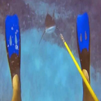 Mergulhador consegue filmar ataque de tubarão com sua Gopro