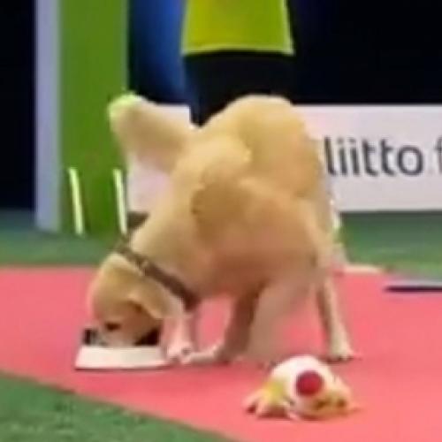 Brilhante o que este cachorro fez num concurso de cães