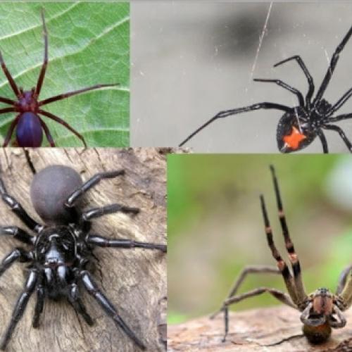 Aranhas perigosas do Brasil e sua importância médica