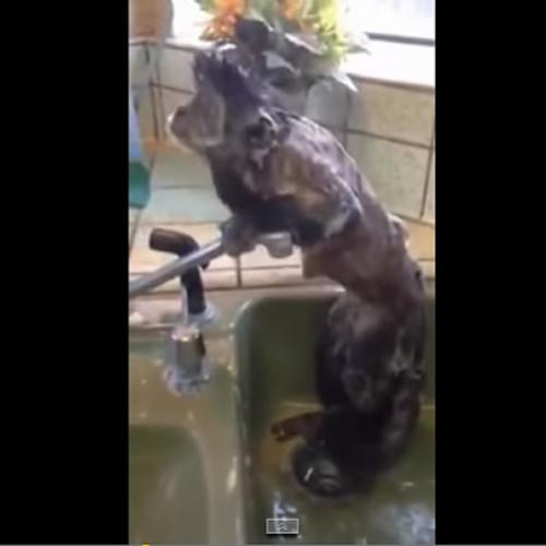 Este vídeo de um macaco tomando banho fará você querer comprar um