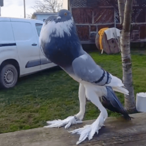 O pombo mutante de pernas longas e peito estufado