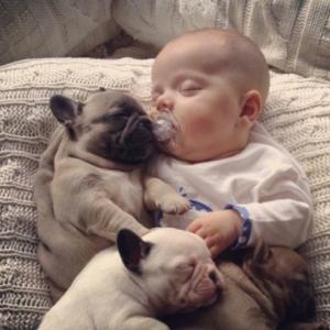 Que fofura de bebê dormindo com filhotes de Bulldog