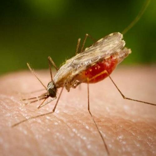 Pessoas com malária têm o cheiro corporal alterado, atraindo mosquitos