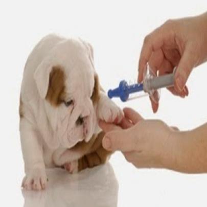 Quais vacinas meu cachorro precisa tomar?