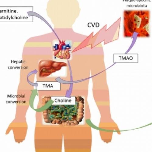 O efeito dos alimentos que você ingere na microbiota