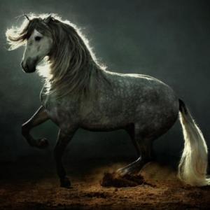 Fotos incríveis de lindos cavalos