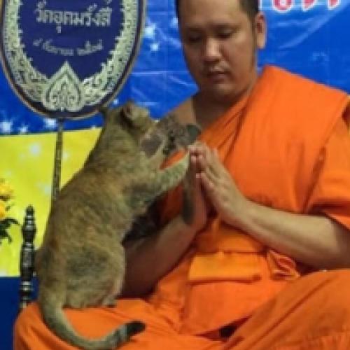 Gato testa a paciência de um monge
