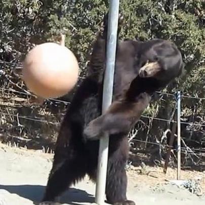 Urso habilidoso brinca com imensa bola de ferro presa a uma corrente!