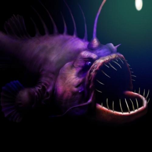 TOP 5: Criaturas Submarinas Aterrorizantes