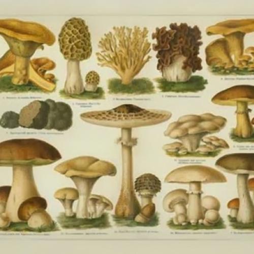 Cogumelos: dos Comestíveis aos que podem Matar
