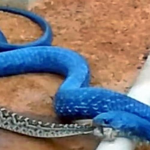 Serpente azul devorando cascavel venenosa